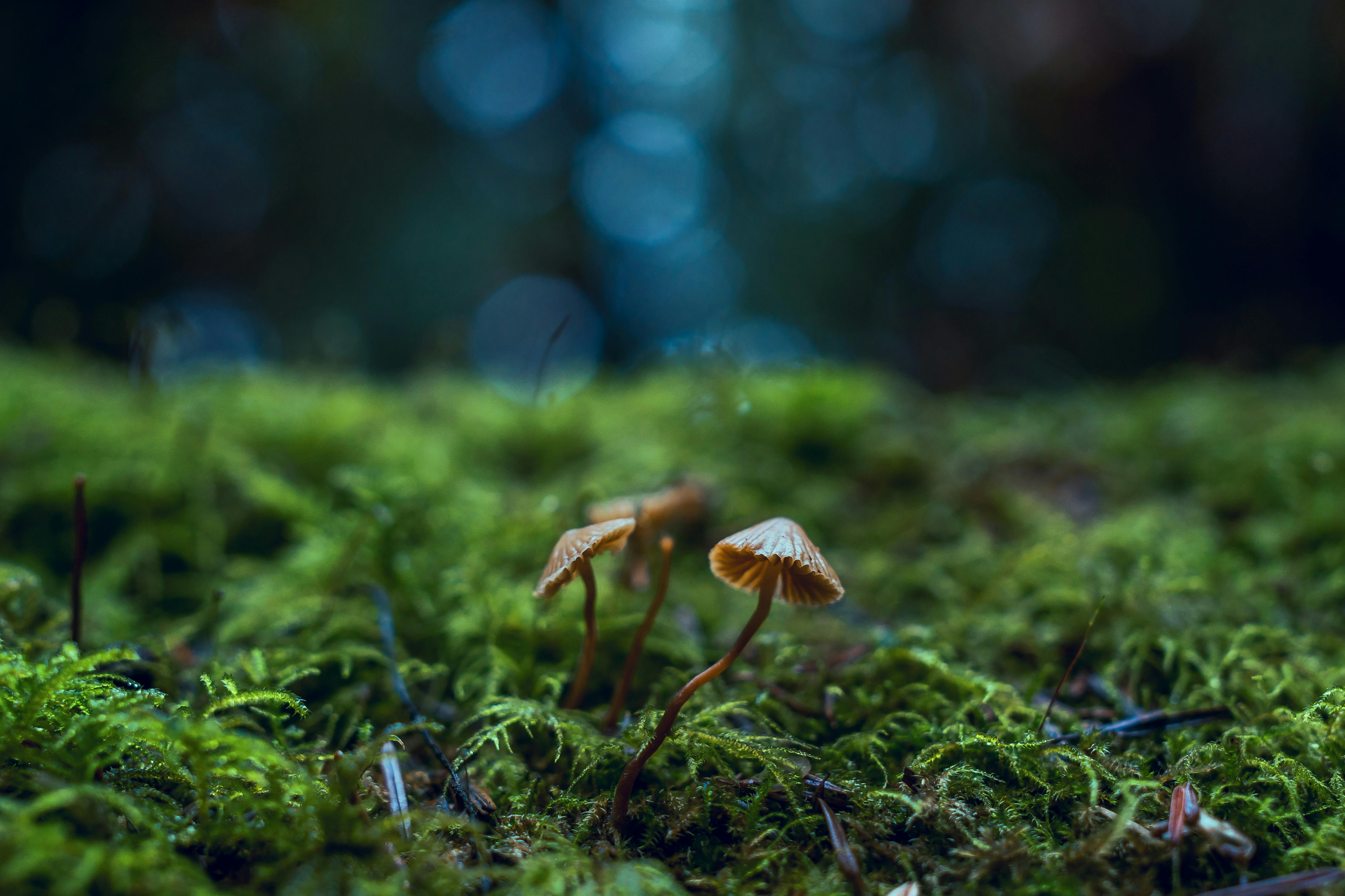 Mushroom Checker